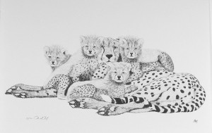 Cheetahs by Martin May