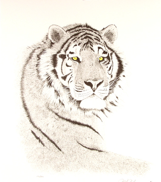 Siberian Tiger by Martin May